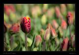 Keukenhof Hollandia 010